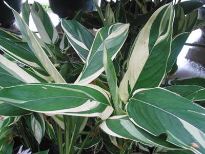 مارانتا آروندیناسه